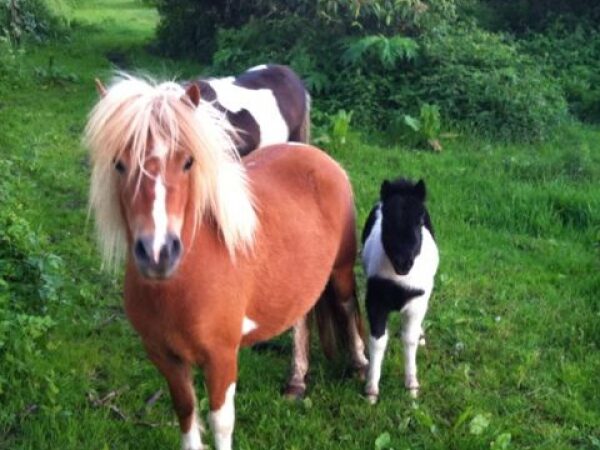 ponies in wei